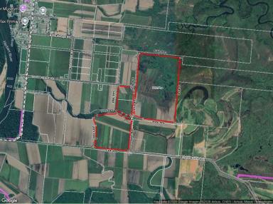 Cropping For Sale - QLD - Halifax - 4850 - CANE FARM BETWEEN HALIFAX & TAYLORS BEACH!  (Image 2)