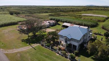 Cropping For Sale - QLD - Halifax - 4850 - CANE FARM BETWEEN HALIFAX & TAYLORS BEACH!  (Image 2)