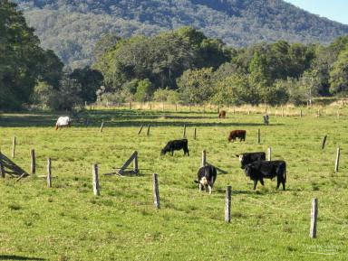 Lifestyle Auction - NSW - Lansdowne - 2430 - Country Living with Space, History & Stunning Escarpment Views  (Image 2)