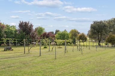 House Auction - NSW - Murrumbateman - 2582 - Ride, Walk & Cycle from Your Doorstep - A Country Lifestyle to Treasure  (Image 2)
