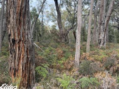 Other (Rural) For Sale - VIC - Stradbroke - 3851 - "Hundred Acre Woods"  (Image 2)