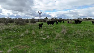 Livestock For Sale - VIC - Dreeite - 3249 - Reliable Dreeite Country  (Image 2)