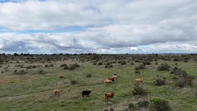 Livestock For Sale - VIC - Dreeite - 3249 - Reliable Dreeite Country  (Image 2)
