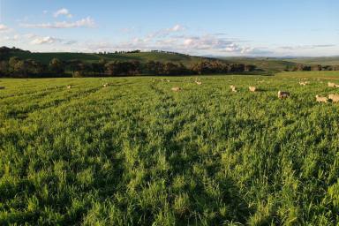 Mixed Farming For Sale - NSW - Wagga Wagga - 2650 - SCALE & PRODUCTIVITY IN THE EASTERN RIVERINA  (Image 2)