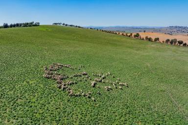 Mixed Farming For Sale - NSW - Wantabadgery - 2650 - SCALE & PRODUCTIVITY IN THE EASTERN RIVERINA  (Image 2)
