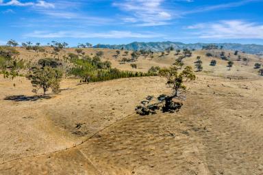 Lifestyle For Sale - NSW - Mudgee - 2850 - HISTORIC COUNTRY, BOUNDLESS POTENTIAL  (Image 2)