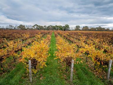 Viticulture For Sale - SA - Penola - 5277 - Graymoor Estate (Image 2)