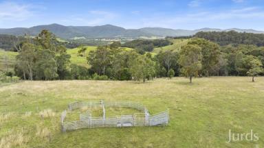 Lifestyle Sold - NSW - Mulbring - 2323 - 180 Acres of Prime Rural Paradise in the Stunning Mulbring Valley (Image 2)