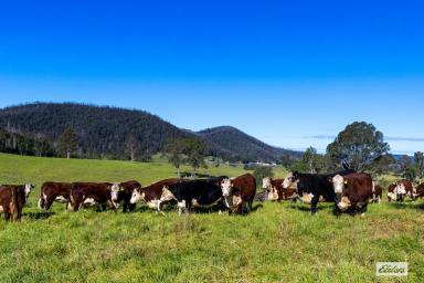 Livestock For Sale - NSW - Wandella - 2550 - 550 ACRES OF PRODUCTIVE GRAZING COUNTRY, NATIVE BUSHLAND & UNRIVALED WANDELLA VALLEY VIEWS  (Image 2)