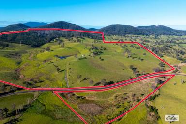 Livestock For Sale - NSW - Wandella - 2550 - 550 ACRES OF PRODUCTIVE GRAZING COUNTRY, NATIVE BUSHLAND & UNRIVALED WANDELLA VALLEY VIEWS  (Image 2)