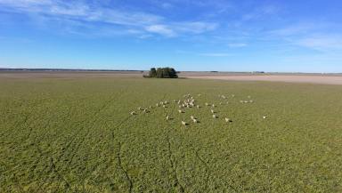 Mixed Farming For Sale - SA - Struan - 5271 - Lot 147 Hoods Lane, Struan. (Image 2)