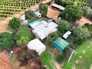 House For Sale - VIC - Red Cliffs - 3496 - TOP QUALITY HOBBY FARM (Image 2)