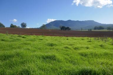 Livestock For Sale - NSW - Woodenbong - 2476 - NORTHERN RIVERS BLUE RIBBON PROPERTY  (Image 2)