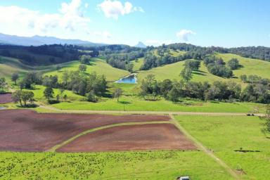 Livestock For Sale - NSW - Woodenbong - 2476 - NORTHERN RIVERS BLUE RIBBON PROPERTY  (Image 2)