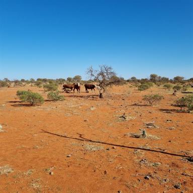 Livestock For Sale - WA - Meekatharra - 6642 - Koonmarra Station, Shire of Meekatharra (Image 2)