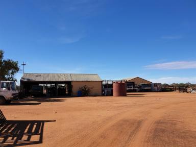 Livestock For Sale - WA - Meekatharra - 6642 - Koonmarra Station, Shire of Meekatharra (Image 2)