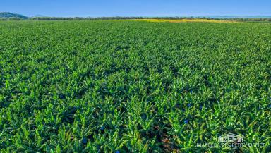 Horticulture For Sale - QLD - Walkamin - 4872 - WALKAMIN BANANA FARM ON RICH VOLCANIC SOILS  (Image 2)