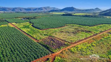 Horticulture For Sale - QLD - Walkamin - 4872 - WALKAMIN BANANA FARM ON RICH VOLCANIC SOILS  (Image 2)