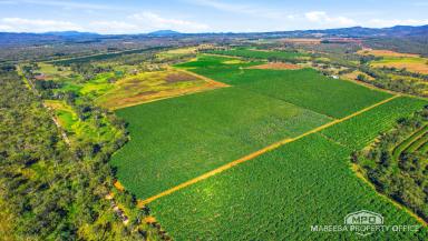 Horticulture For Sale - QLD - Walkamin - 4872 - WALKAMIN BANANA FARM - RESIDENCE, PACKING SHED & EXPANSION POTENTIAL  (Image 2)