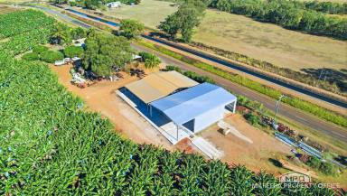 Horticulture For Sale - QLD - Walkamin - 4872 - WALKAMIN BANANA FARM - RESIDENCE, PACKING SHED & EXPANSION POTENTIAL  (Image 2)