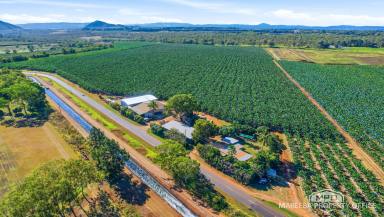 Horticulture For Sale - QLD - Walkamin - 4872 - WALKAMIN BANANA FARM - RESIDENCE, PACKING SHED & EXPANSION POTENTIAL  (Image 2)