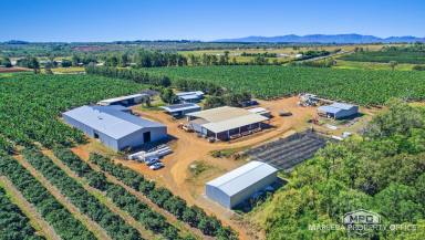 Horticulture For Sale - QLD - Walkamin - 4872 - TURNKEY HORTICULTURE FARM ON 272 ACRES WITH PACKING SHEDS  (Image 2)