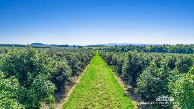 Horticulture For Sale - QLD - Upper Barron - 4883 - 160-ACRE HASS AVOCADO ENTERPRISE - FERTILE VOLCANIC SOILS  (Image 2)