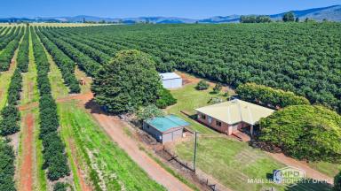 Horticulture For Sale - QLD - Upper Barron - 4883 - 160-ACRE HASS AVOCADO ENTERPRISE - FERTILE VOLCANIC SOILS  (Image 2)
