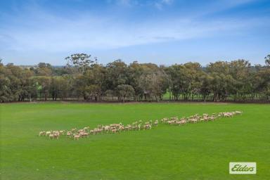 Residential Block For Sale - VIC - Toolleen - 3551 - Grazing, Fodder Production and Lifestyle. Two Properties with Spectacular Views, Selling 'As a Whole' or in 2 Lots (Image 2)