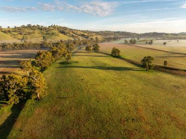 Livestock Auction - NSW - Coolac - 2727 - Grandview - Prime Murrumbidgee River Frontage Flats (Image 2)
