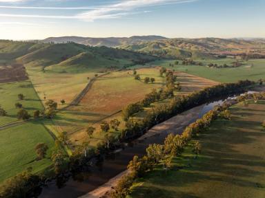 Livestock Auction - NSW - Coolac - 2727 - Grandview - Prime Murrumbidgee River Frontage Flats (Image 2)