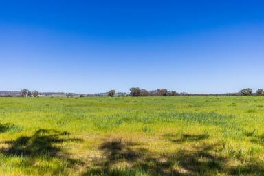 Other (Rural) For Sale - NSW - Gulgong - 2852 - WHERE POTENTIAL GROWS (Image 2)