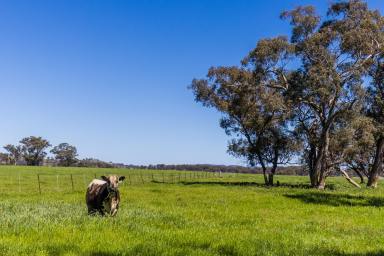 Other (Rural) For Sale - NSW - Gulgong - 2852 - WHERE POTENTIAL GROWS (Image 2)
