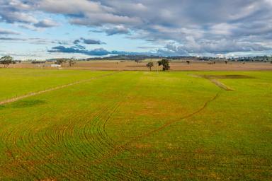 Cropping For Sale - NSW - Gulgong - 2852 - WHERE POTENTIAL GROWS  (Image 2)