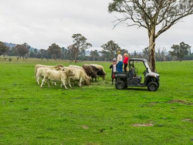 House Auction - NSW - Murrumbateman - 2582 - Upgrade your Lifestyle - Picturesque Privacy & Proximity  (Image 2)