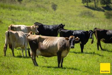 Lifestyle Auction - NSW - Waukivory - 2422 - Offered off the plan - approx. 272 acres (110 ha) of Gloucester country, with room to build.  (Image 2)