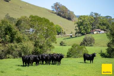 Lifestyle For Sale - NSW - Waukivory - 2422 - Productivity, Water Security & Rural Charm  (Image 2)
