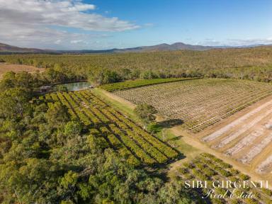 Horticulture For Sale - QLD - Mutchilba - 4872 - Productive Horticultural Estate with Modern Home, Water Security & Secure Income (Image 2)