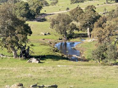 Residential Block For Sale - SA - Tungkillo - 5236 - 38.2 Hectares of space, nature and country. Elevated views over ancient Red Gums. Spectacular home sites (STCC).  (Image 2)