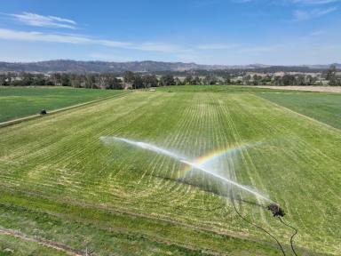 Livestock For Sale - QLD - Laravale - 4285 - Premium Logan River Lifestyle Holding with Secure Water  (Image 2)