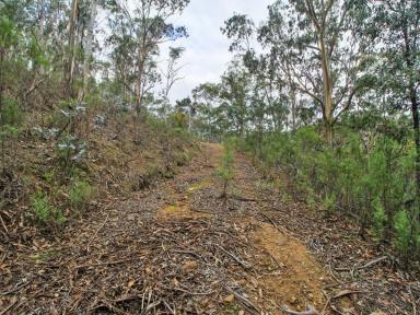 Residential Block For Sale - VIC - Cassilis - 3898 - HIGH COUNTRY BUSH BLOCK ON THE EDGE OF STATE FOREST  (Image 2)