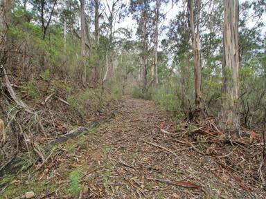 Residential Block For Sale - VIC - Cassilis - 3898 - HIGH COUNTRY BUSH BLOCK ON THE EDGE OF STATE FOREST  (Image 2)