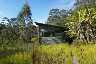 Lifestyle For Sale - NSW - Deep Creek - 2469 - DEEP IN THE JUNGLE (Image 2)