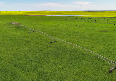 Mixed Farming For Sale - SA - Tintinara - 5266 - LARGE SCALE IRRIGATION PROPERTY IN RENOWNED DISTRICT - FORMER DAIRY (Image 2)