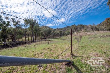 Lifestyle For Sale - NSW - Bendemeer - 2355 - Top of the Moonbi Ranges  (Image 2)