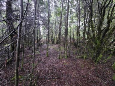 Residential Block For Sale - TAS - Waratah - 7321 - 5.9 Acres of Peaceful Rural Living  (Image 2)