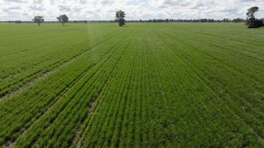 Other (Rural) For Sale - NSW - Moree - 2400 - "Cheecome" Prime Cropping Opportunity - East of Moree  (Image 2)