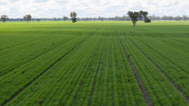 Other (Rural) For Sale - NSW - Moree - 2400 - "Cheecome" Prime Cropping Opportunity - East of Moree  (Image 2)