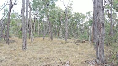 Lifestyle For Sale - NSW - Halls Creek - 2346 - ESCAPE TO YOUR OWN RURAL RETREAT  (Image 2)