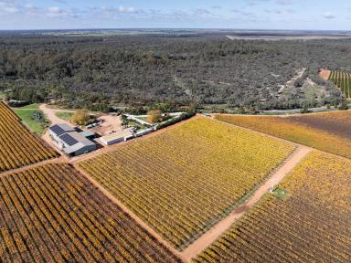Horticulture For Sale - VIC - Kenley - 3597 - KENLEY VINEYARD  (Image 2)
